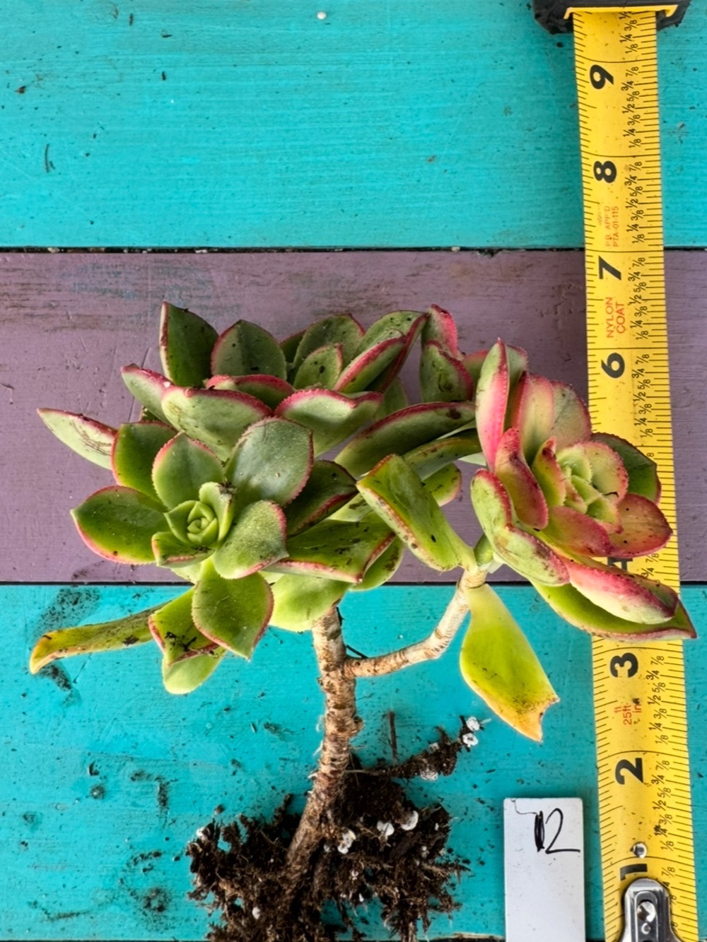 Aeonium "Kiwi"  Succulent Plant - Picture 10 of 17